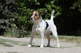 PARSON RUSSEL TERRIER 096